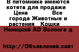 В питомнике имеются котята для продажи › Цена ­ 30 000 - Все города Животные и растения » Кошки   . Ненецкий АО,Волонга д.